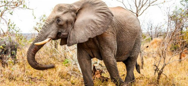 Elephant strolls through yellow grass