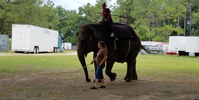 elephant rides at two tails ranch
