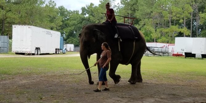 Elephants Forced Into Dangerous Encounters With Humans—Help Now!