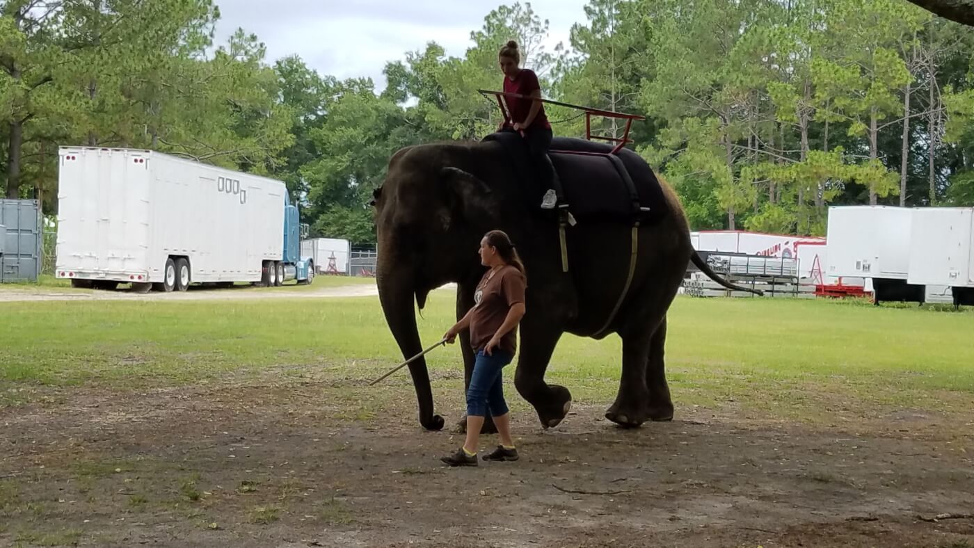 elephant rides at two tails ranch