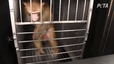 image of monkey clawing at cage walls
