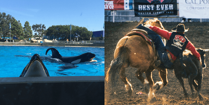 COVID-19 Is Helping People See That Animals Aren’t Ours to Use for Entertainment