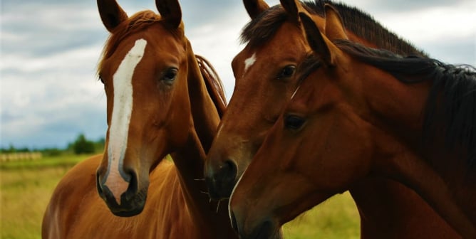 Here’s Why Using Horses in Film and TV Is Wrong