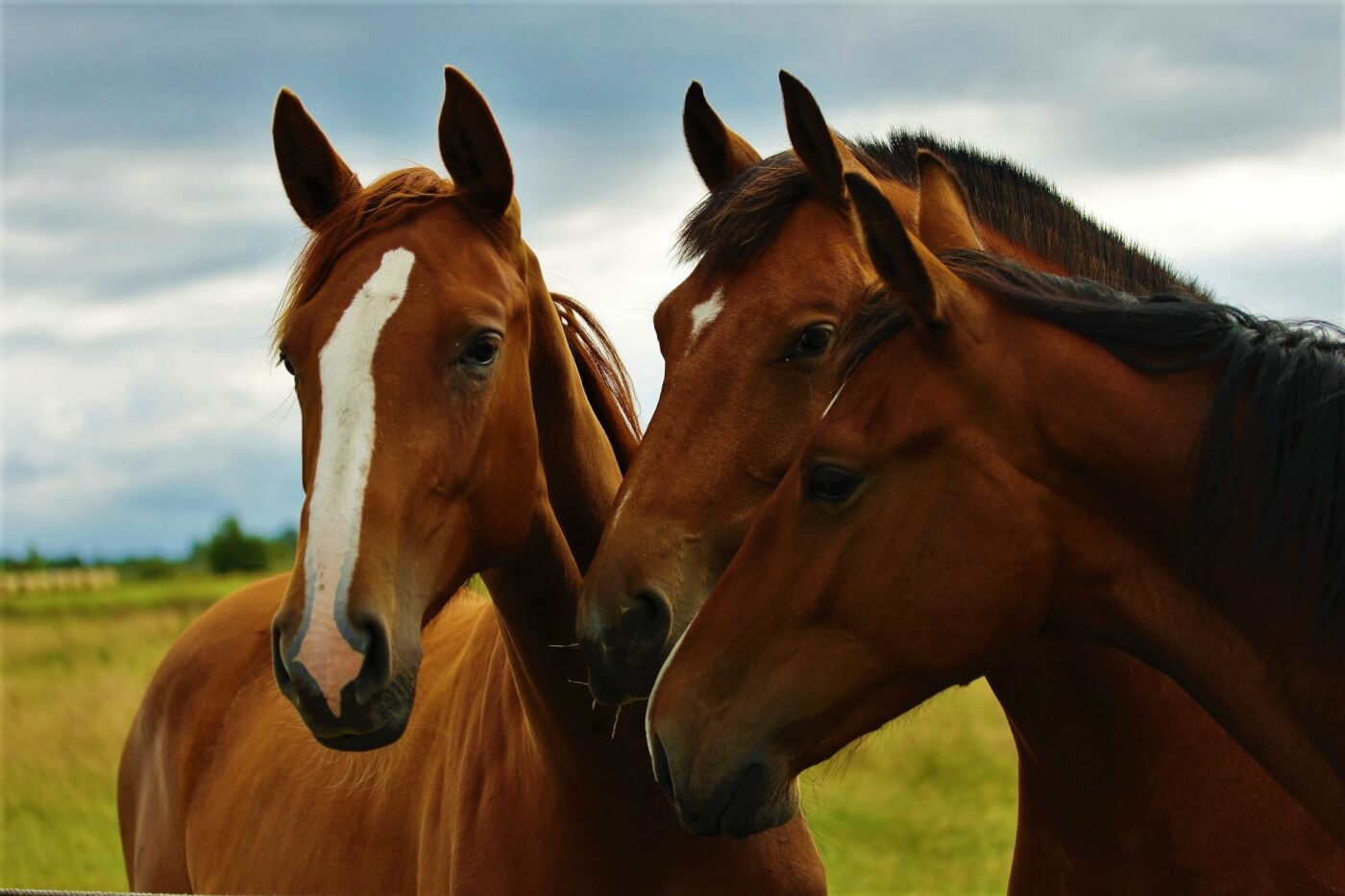 Three brown horses in the grass on cloudy day