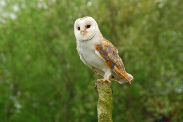 Barn owl perched on a tree trunk