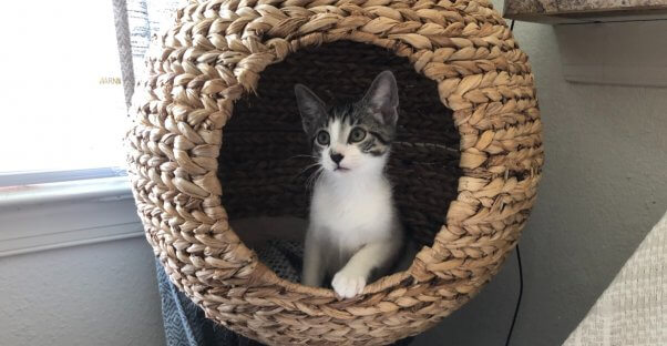 Cute gray and white kitten Zoom in cat condo