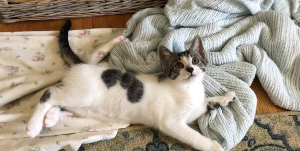 Sweet kitten Zoom lying on blankets