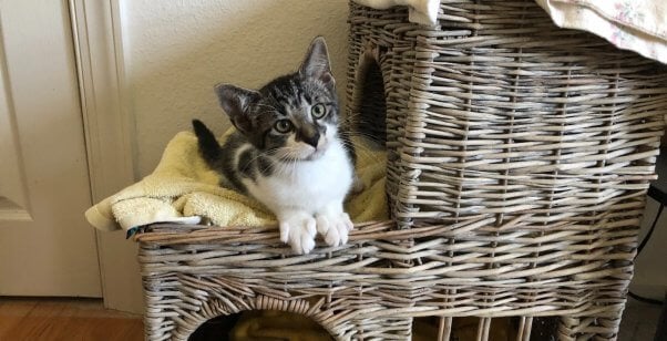 Cute kitten TikTok on wicker house