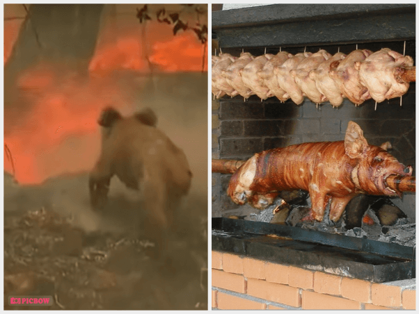 Animal Deaths Go Unreported in California Wildfires | PETA Animal Deaths Go Unreported in California Wildfires | PETA