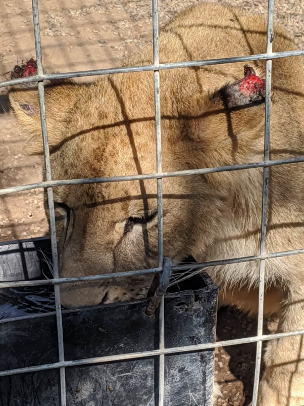 lion with red, raw lesions on ears at G.W. Zoo from Tiger King