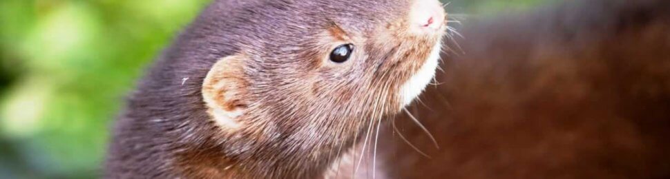 Mink fur ban Sephora victory