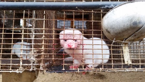 mink on fur farm