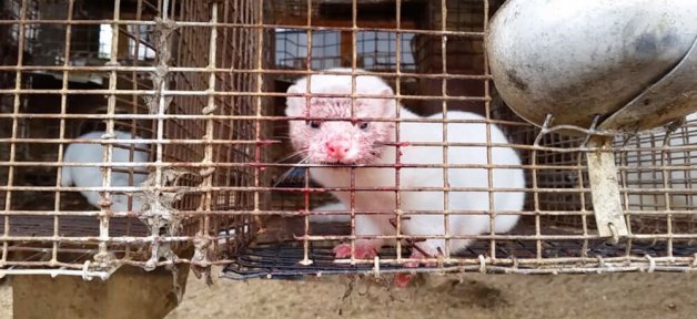 mink on fur farm