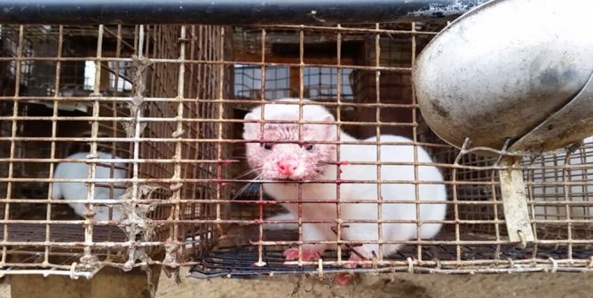 mink on fur farm