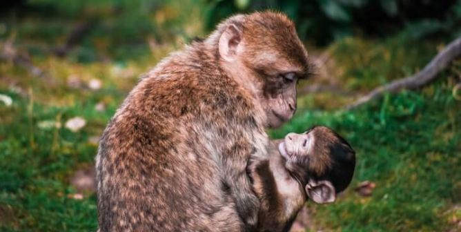 Monkey parent with baby in green nature