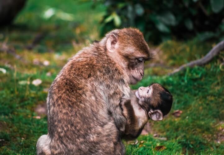 Monkey parent with baby in green nature