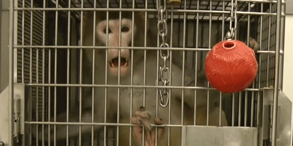 Monkey Used for Experiment
