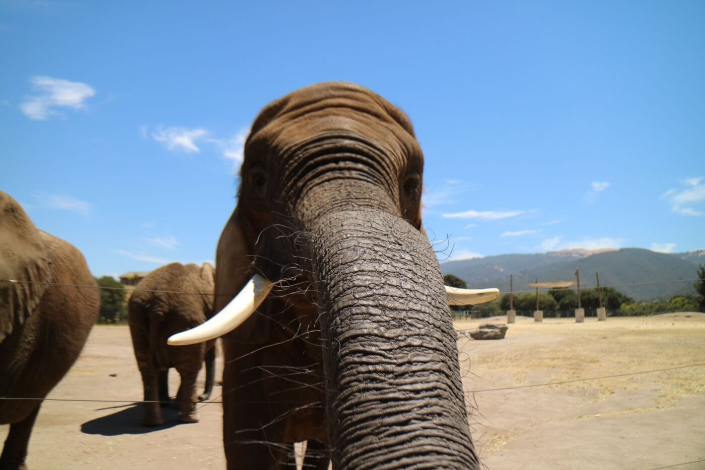 why elephant painting and other encounters are bad for animals