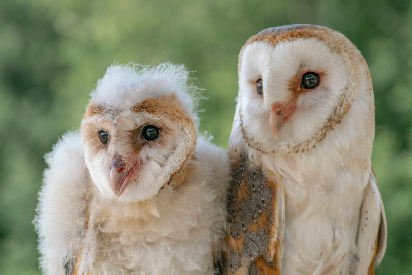 very cute real owls