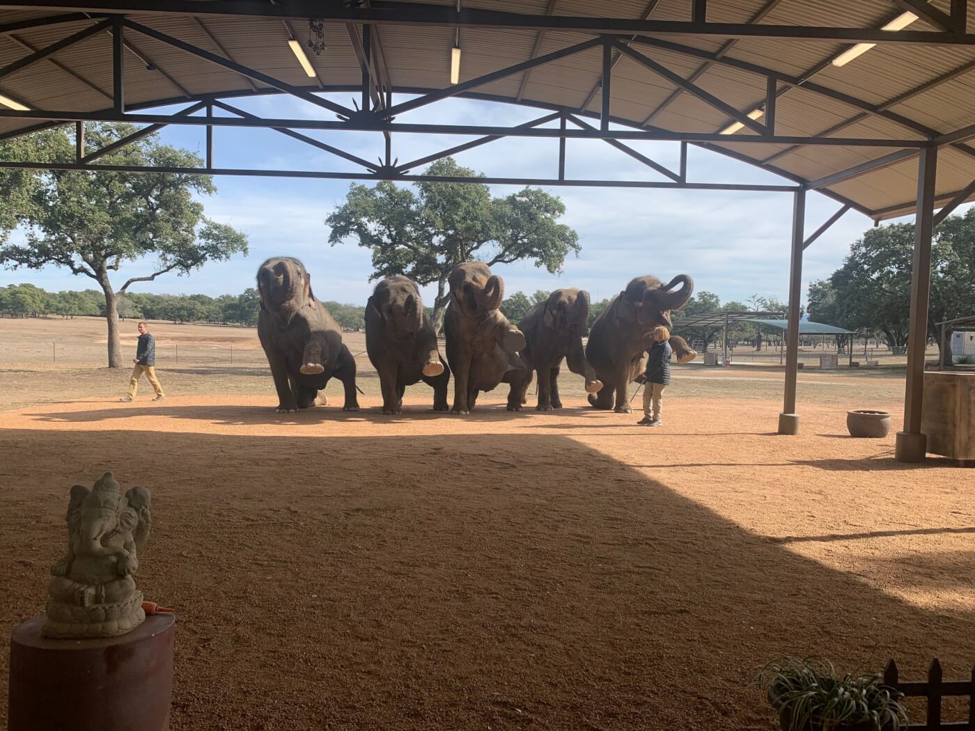 tai the elephant and others exploited at The Preserve in TX