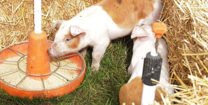 pigs Regan and Russell