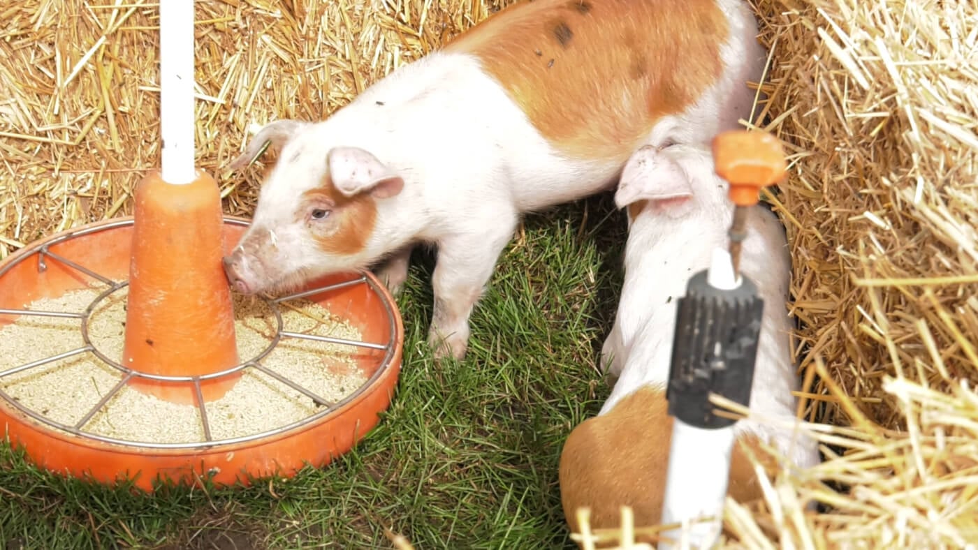 Retared Pigs Pigs Rescued From Slaughter in Regan Russell's Honor | PETA