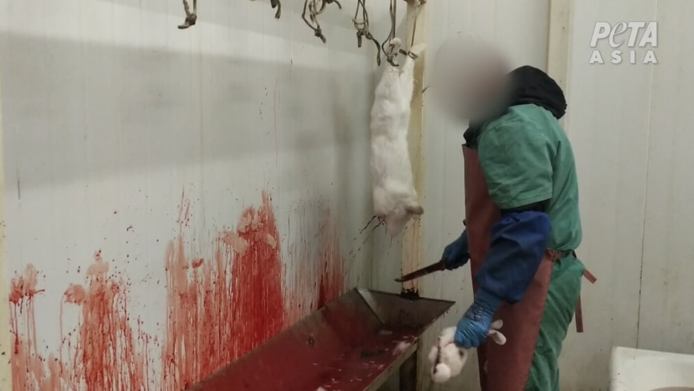 fur farm slaughter