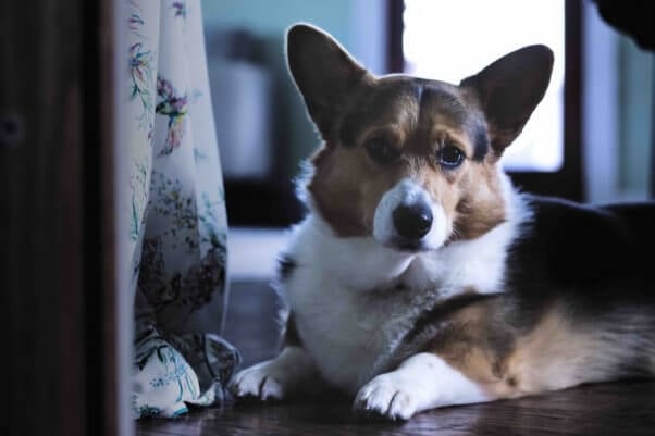 Corgi next to floral curtain looks sad