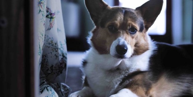 Corgi next to floral curtain looks sad