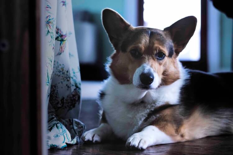 Ingrid Corgi