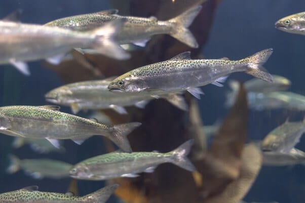 Salmon swimming together