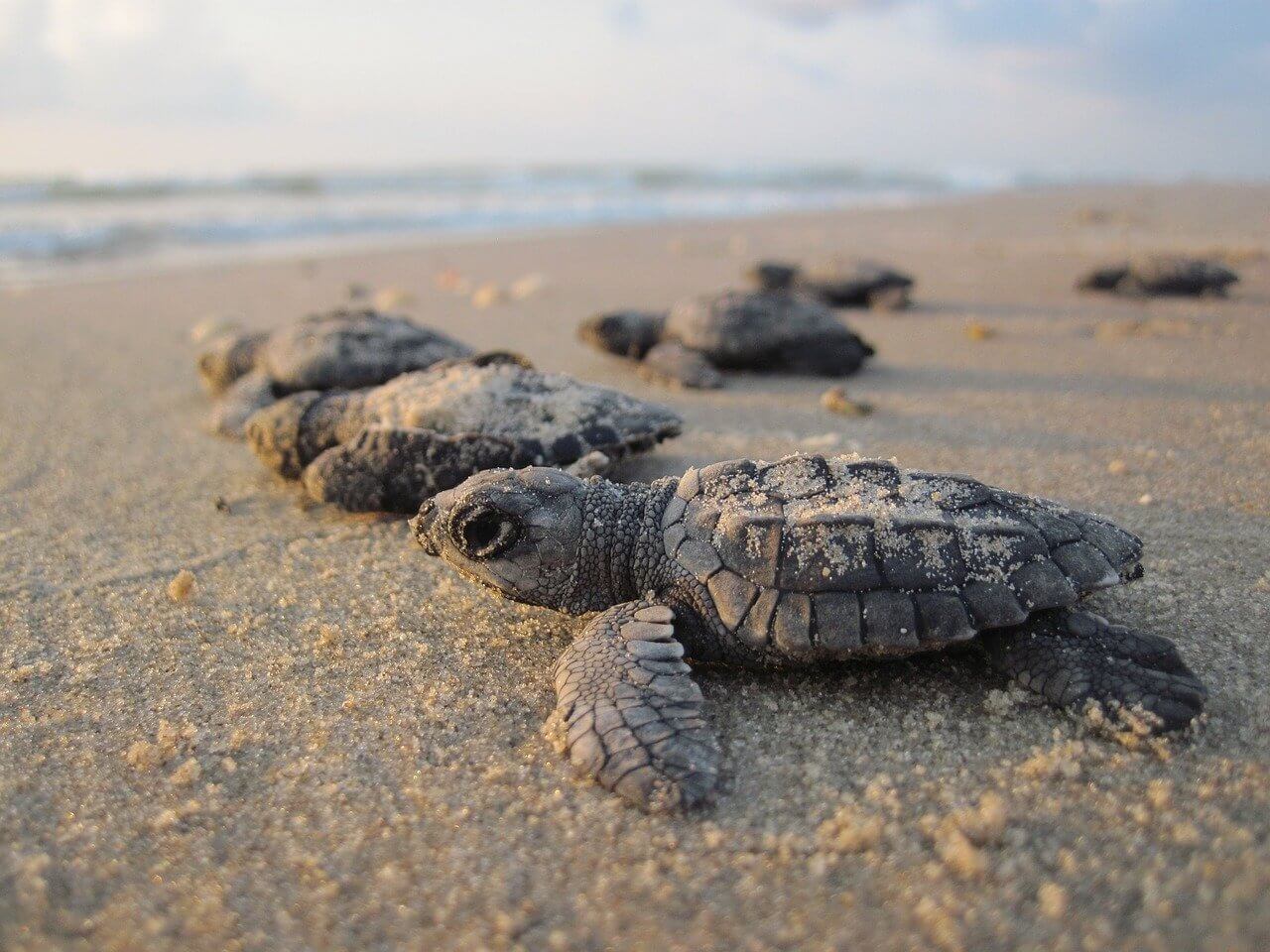 Baby Sea Turtles