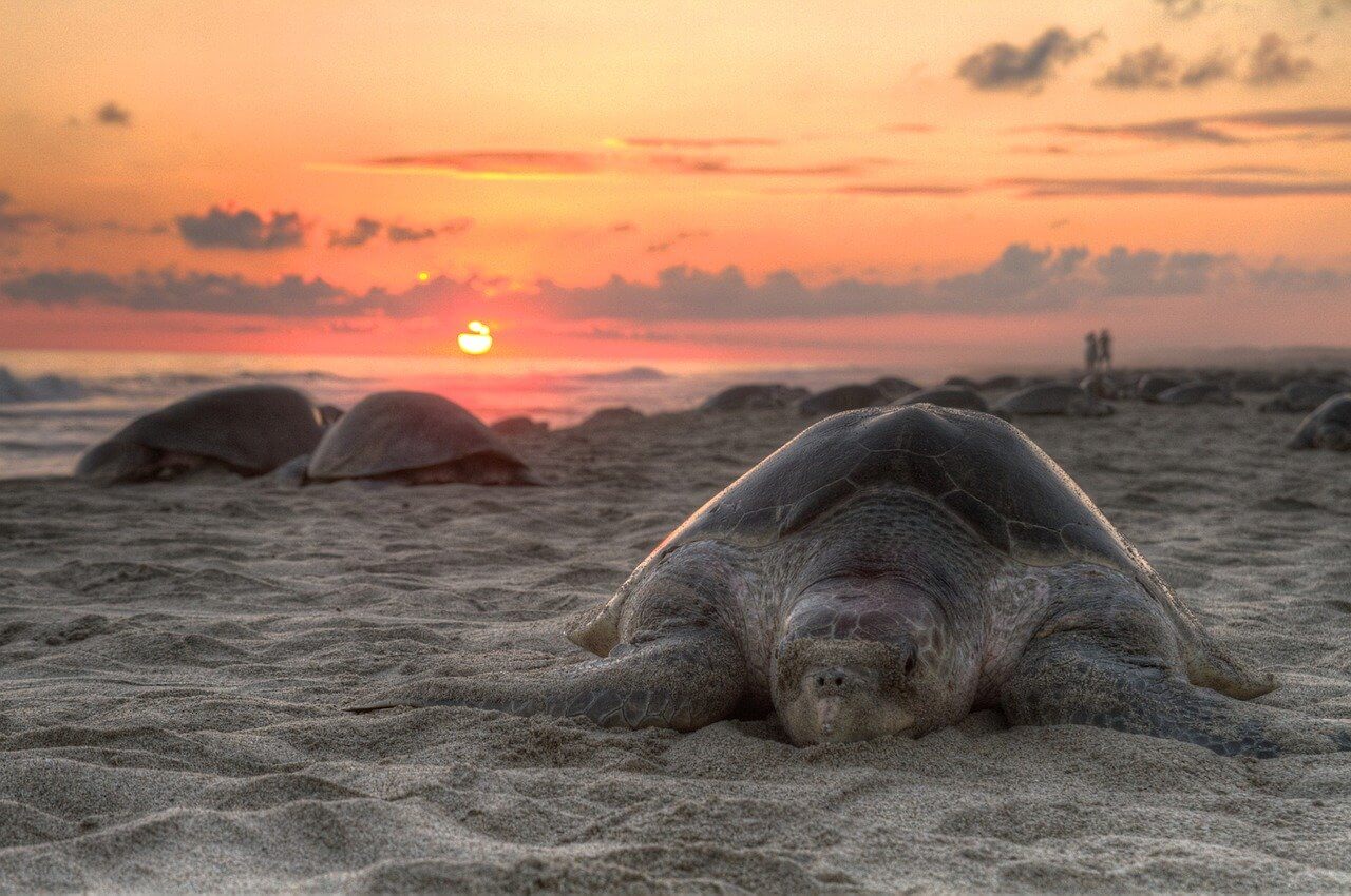 Sea Turtle at Sunset