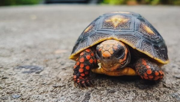 Turtle facing camera with car in background