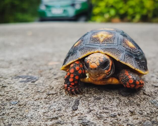 Turtle facing camera with car in background