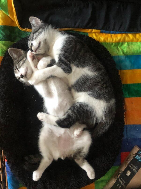 Zoom and TikTok sleeping cuddled up