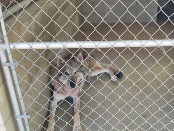 Wolfdog at an animal supplier for films