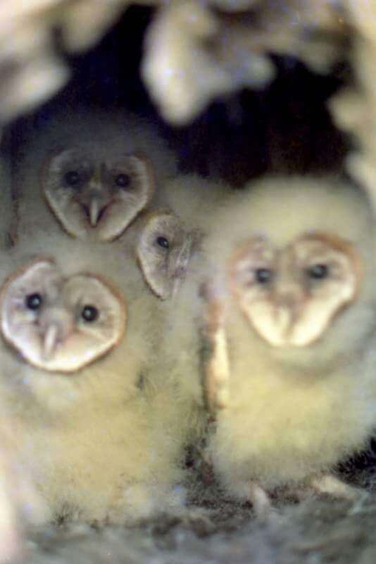 barn owlets