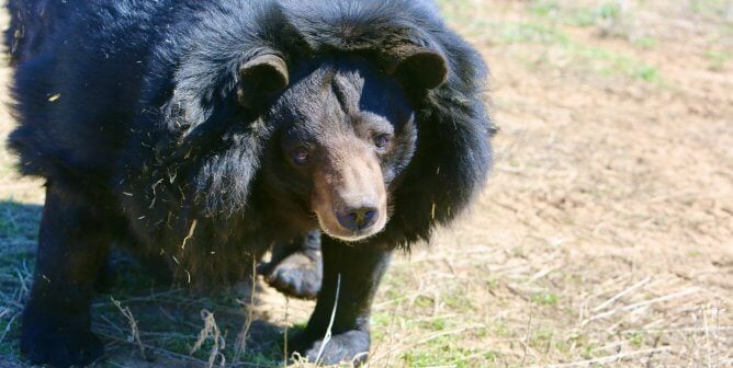 Dillan walking in a grassy field, happy and free at his home the Wild Animal Sanctuary Colorado.