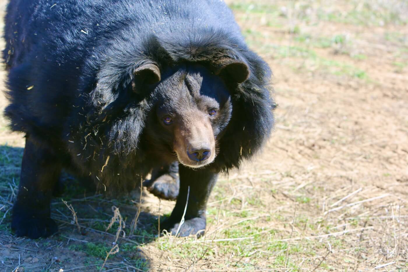 2020: Dillan the Bear Rescued from Pennsylvania Hunting Club