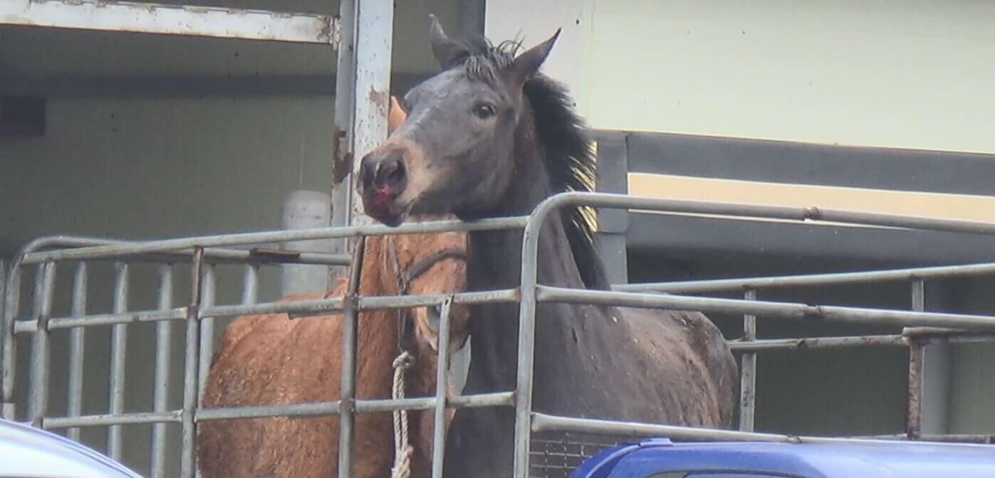 Workers in South Korea Fined for Killing Horses in Front of Each Other