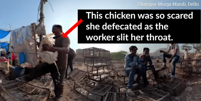 PETA India Exposes Blood-Soaked Live-Animal Markets