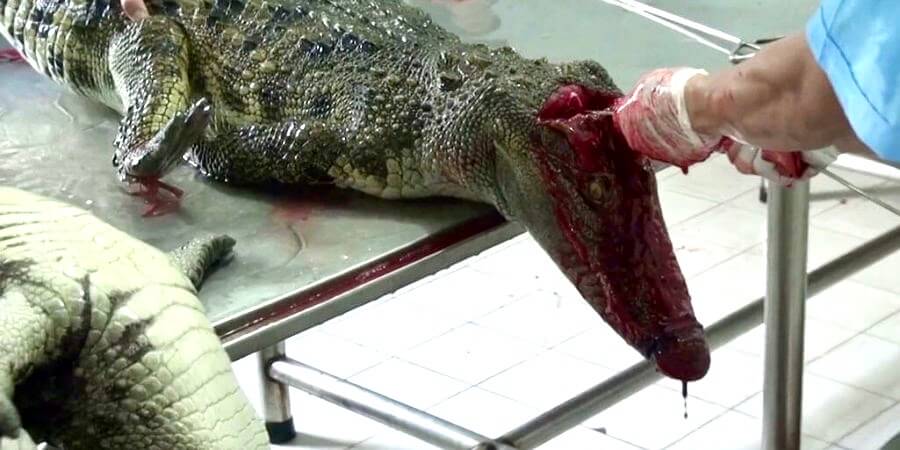 A crocodile being killed for their exotic skin, with a worker ramming a metal rod into their bloody neck and down their spine