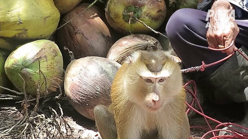 photo of monkey chained by handler