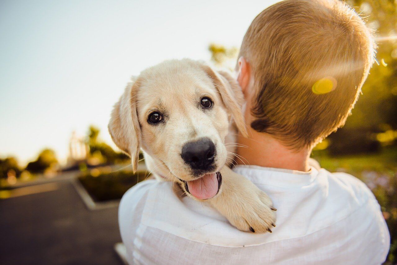 dog companion