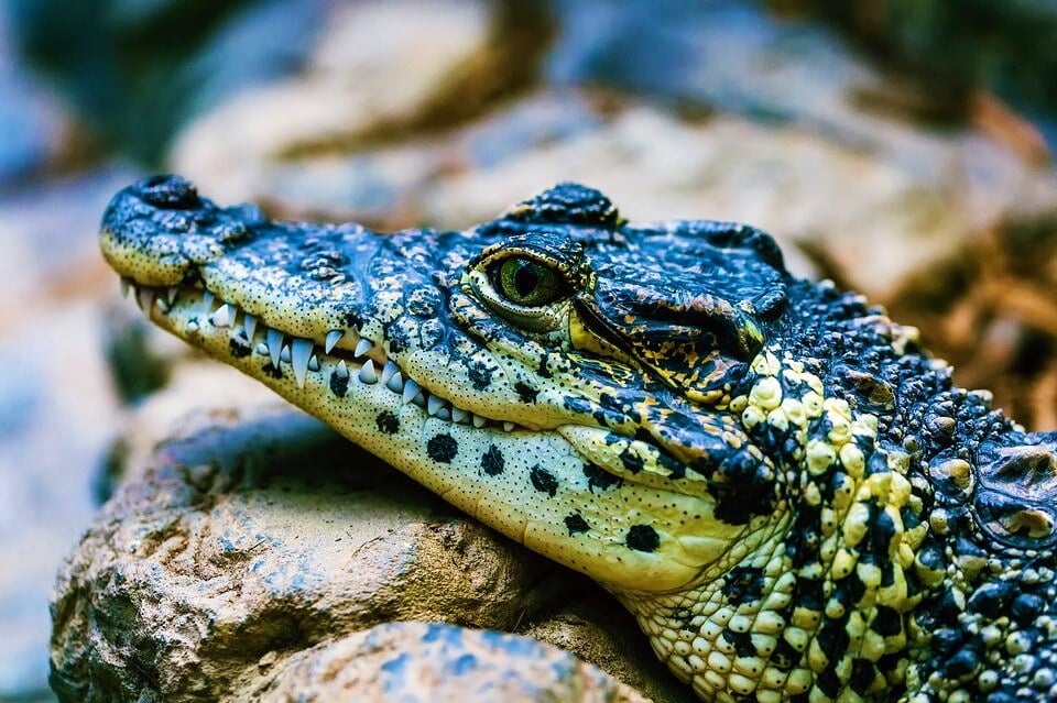 alligator stis on a rock in natural habitat