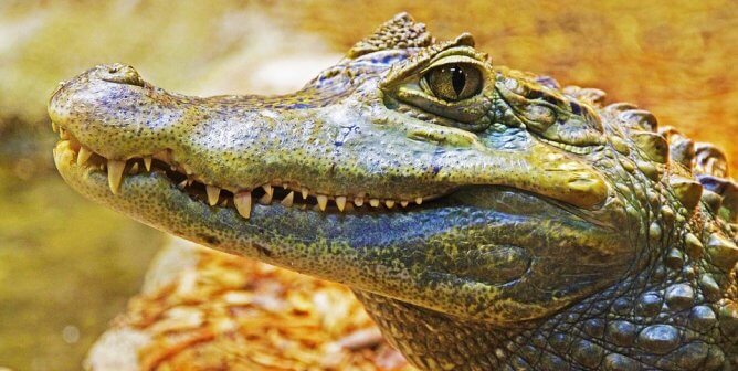 Alligator with orange background
