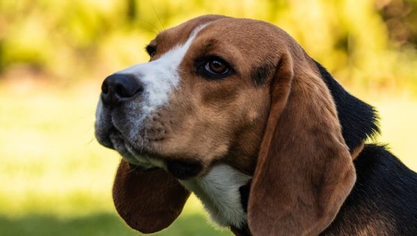 Oppose Early Release of Man Who Tortured Dogs in His ‘House of Pain’