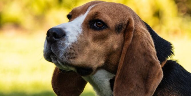 PETA’s Undercover Video Shows Dogs Force-Fed OxyContin, the Drug Featured in the Netflix Hit ‘Painkiller’