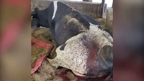 cows suffering on Canada dairy farm